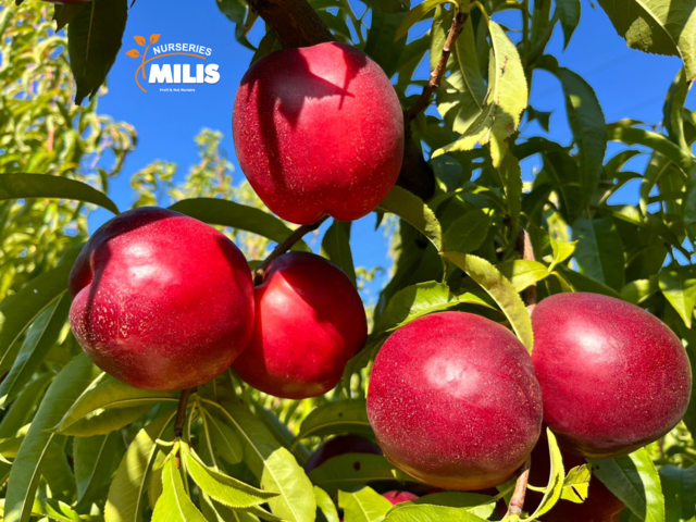 SUCULENTE ® Photo 1